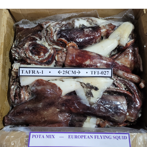 European Flying Squid - Todarodes Sagittatus