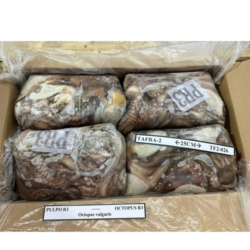 Octopus - Octopus Vulgaris