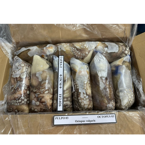 Octopus - Octopus Vulgaris