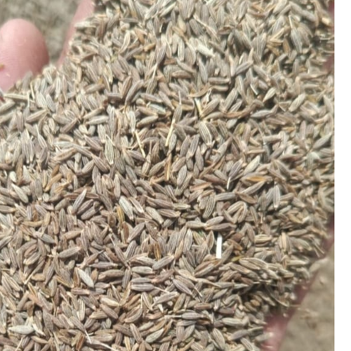 Cumin Seeds