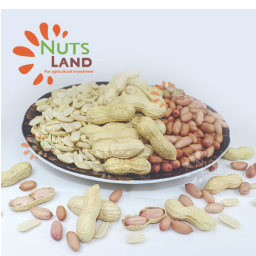 Nuts Land Egypt Peanuts