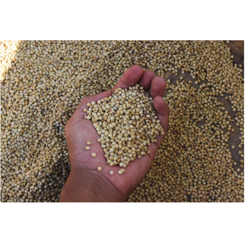 Jawar (Sorghum)