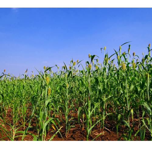 Jawar (Sorghum)