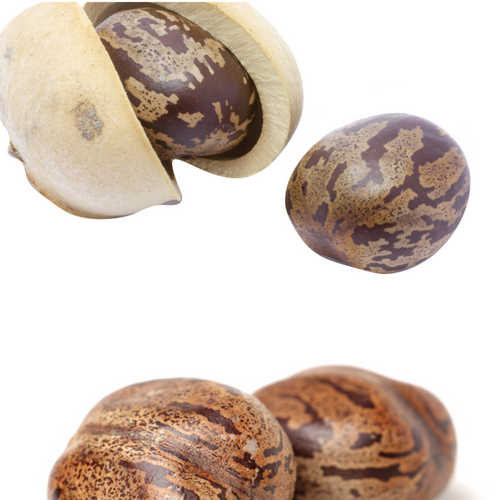Castor Seed, Ricinus communis, Arandi Seeds, Ricinus Seeds, Castor Bean Seeds, Castor Plant Seeds, Ricinus Oil Plant Seeds,