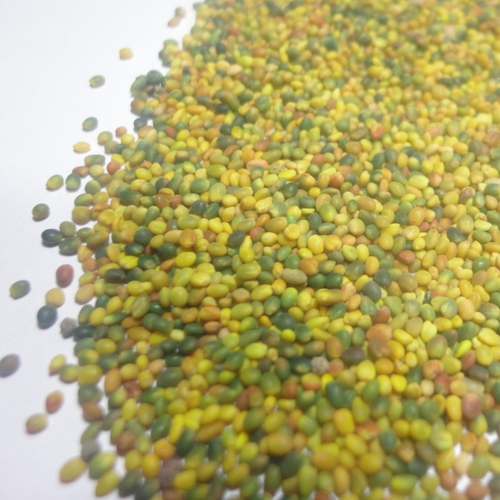 Persian Clover Seed, Trifolium resupinatum, Reversed Clover, Red Clover, Resupinate Clover,