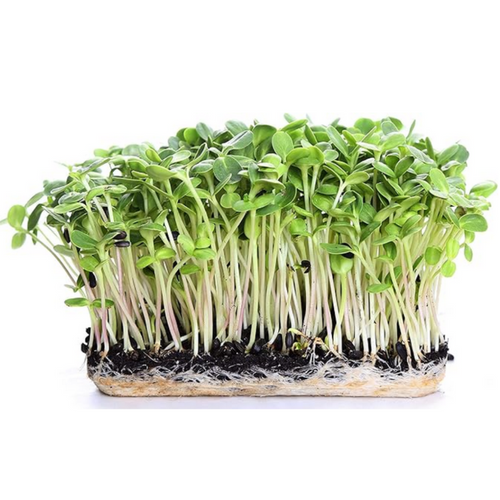 Sprouting seeds, Microgreen Seeds, Seeds for Sprouts, Salad Seeds, Micro green leaf