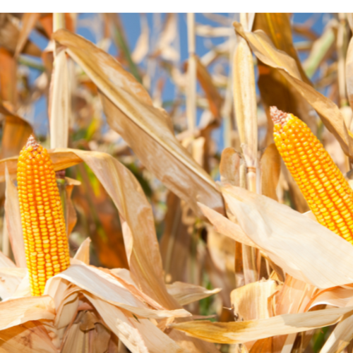 Yellow Maize (Corn)