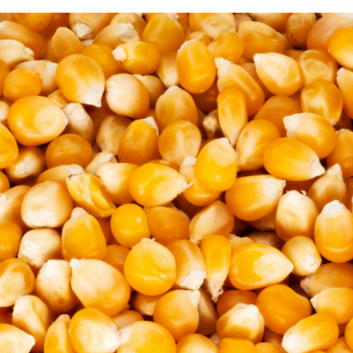 Yellow Maize (Corn)