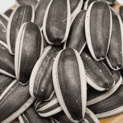 SUNFLOWER SEEDS FOR HUMAN CONSUMPTION