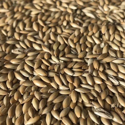 Canary Seeds