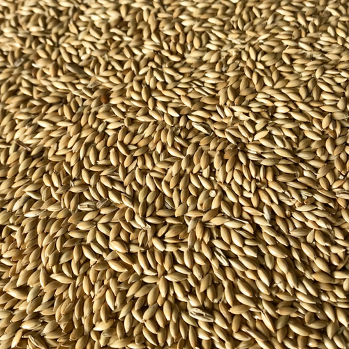 Canary Seeds