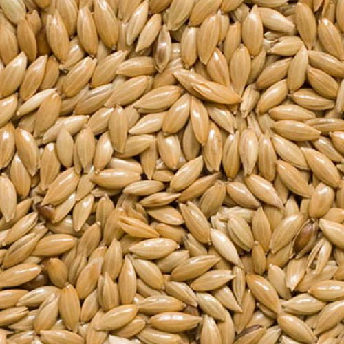 Canary Seeds