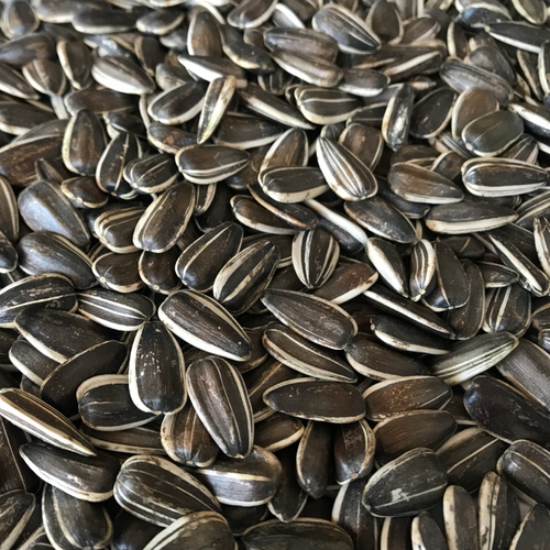 Confection Sunflower