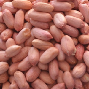 QINGDAO XUGUANG FOOD STUFF CO., LTD