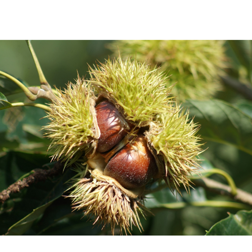 Roasted peeled chestnuts - Gulfood 2026