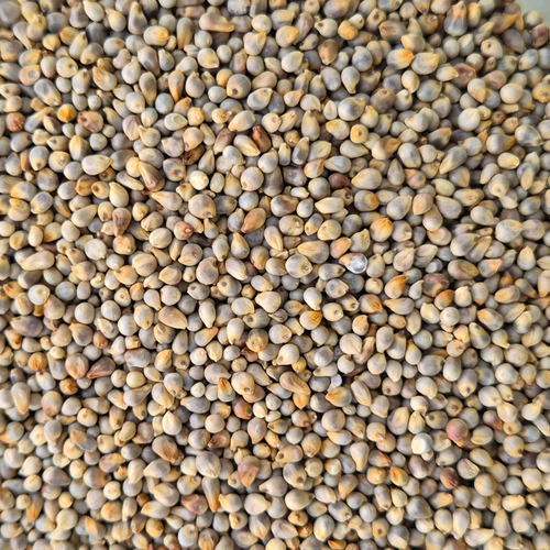 PEARL MILLET