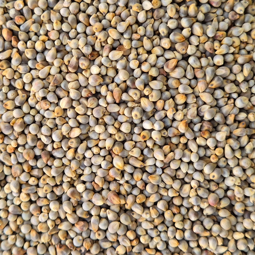 PEARL MILLET