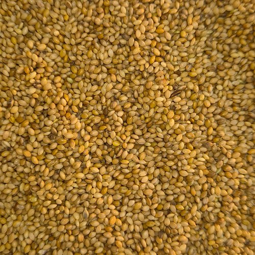 FOXTail MILLET