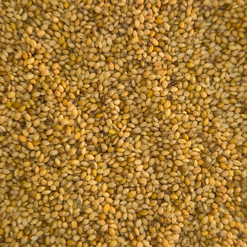 FOXTail MILLET
