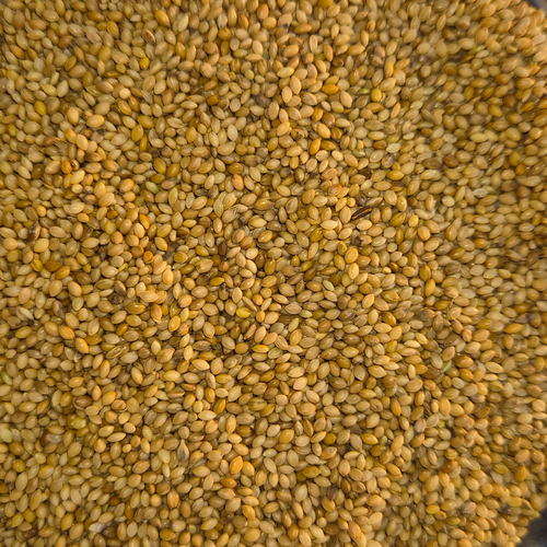 FOXTail MILLET