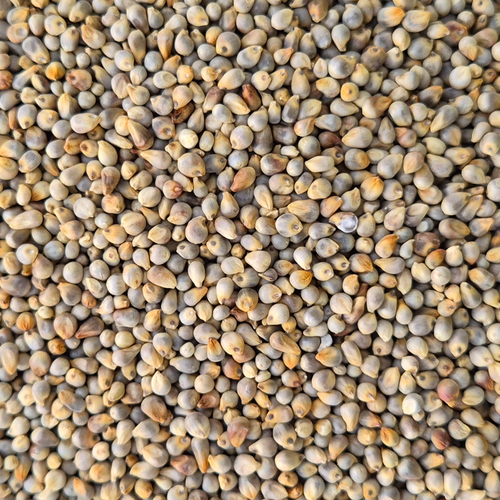 PEARL MILLET