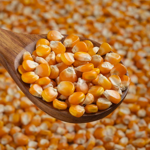 Safflower seeds