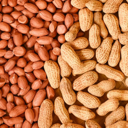 Peanut / Groundnut