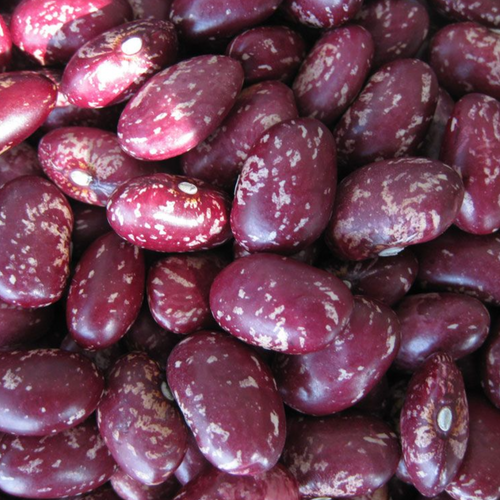Purple Speckled Kidney Beans