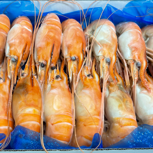 FROZEN GIANT FRESHWATER PRAWN