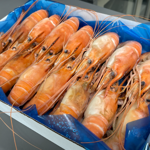 FROZEN GIANT FRESHWATER PRAWN
