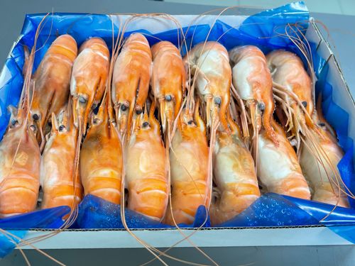 FROZEN GIANT FRESHWATER PRAWN