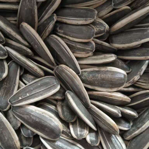 Sunflower seeds
