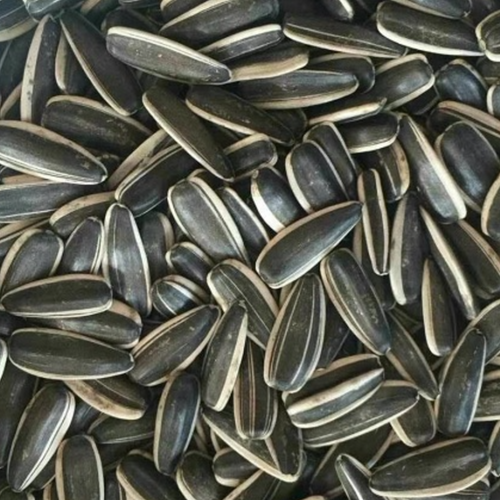 Sunflower seeds