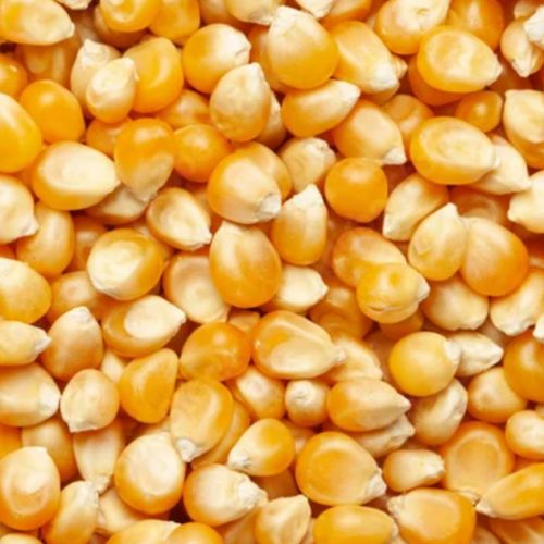 Maize