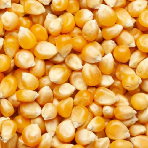 Maize
