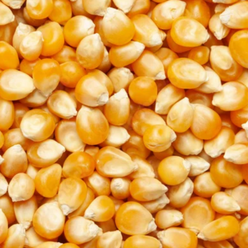 Maize