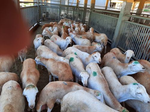 Ethiopian Meat Products