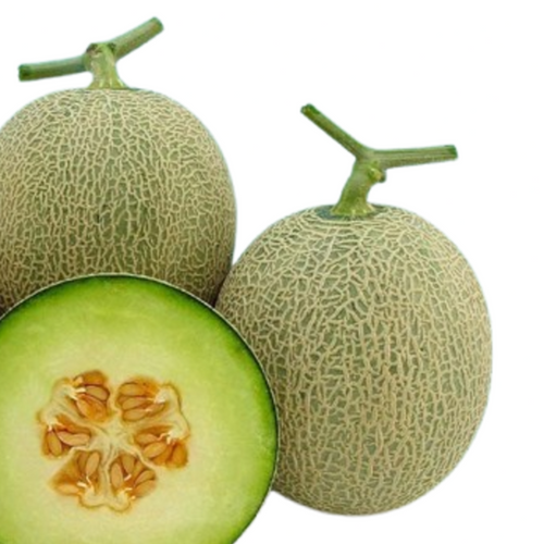 SWEET MELON