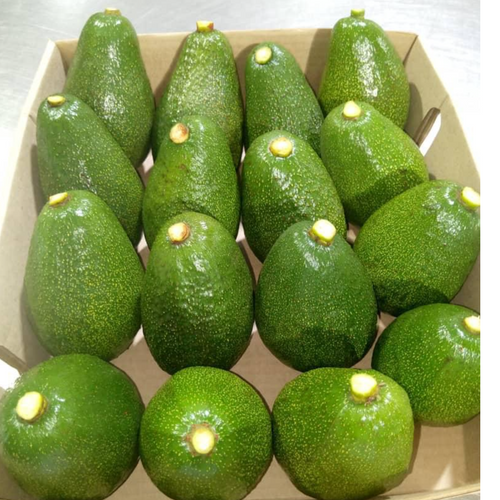 FUERTE AVOCADOS
