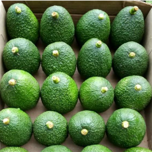 HASS AVOCADOS