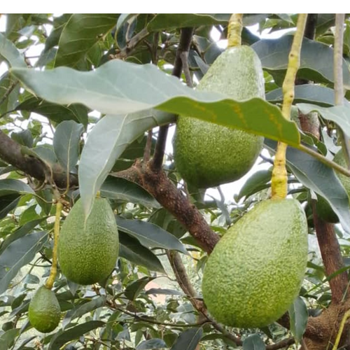 FUERTE AVOCADOS