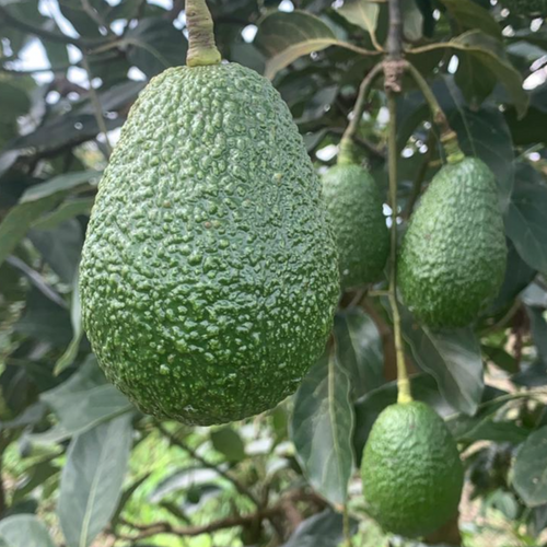 HASS AVOCADOS