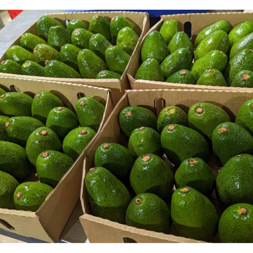 FUERTE AVOCADOS