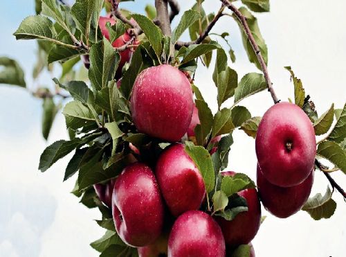 Intello Fruit Sorter- Apple