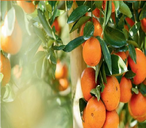 Intello Fruit Sorter-Citrus