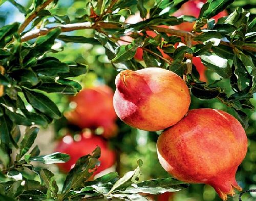 Intello Fruit Sorter-Pomegranate