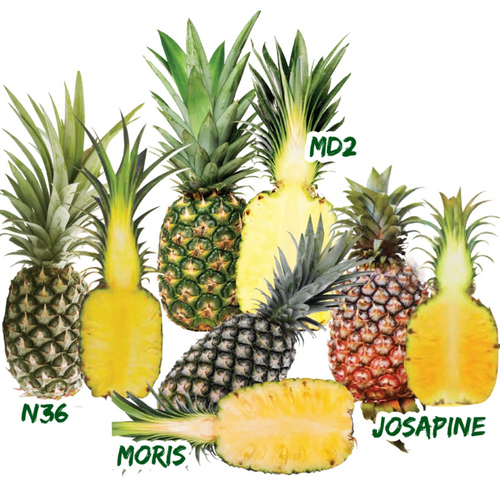 DR. HENG FRESH PINEAPPLE