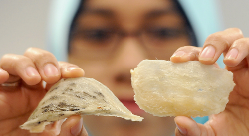 Local bird’s nest industry eyes 30 mil-strong halal market